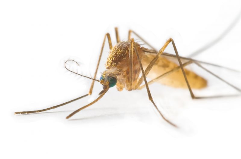 Mosquitoes Pest Control in Frisco, TX