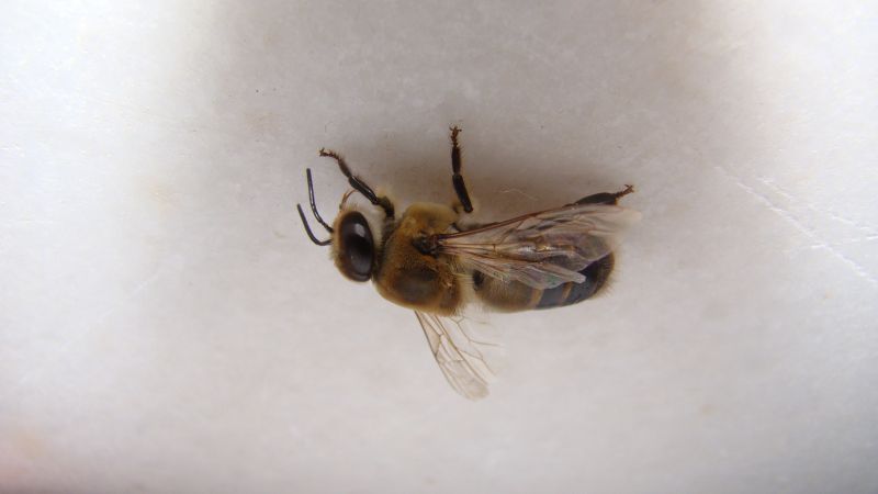 Mud Dauber Extermination in Arlington, TX