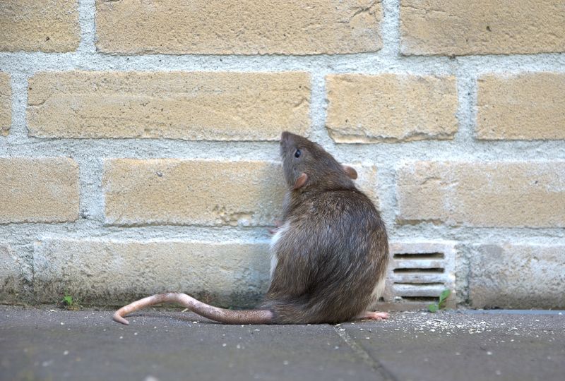 Rat Fumigation Service in Katy, TX