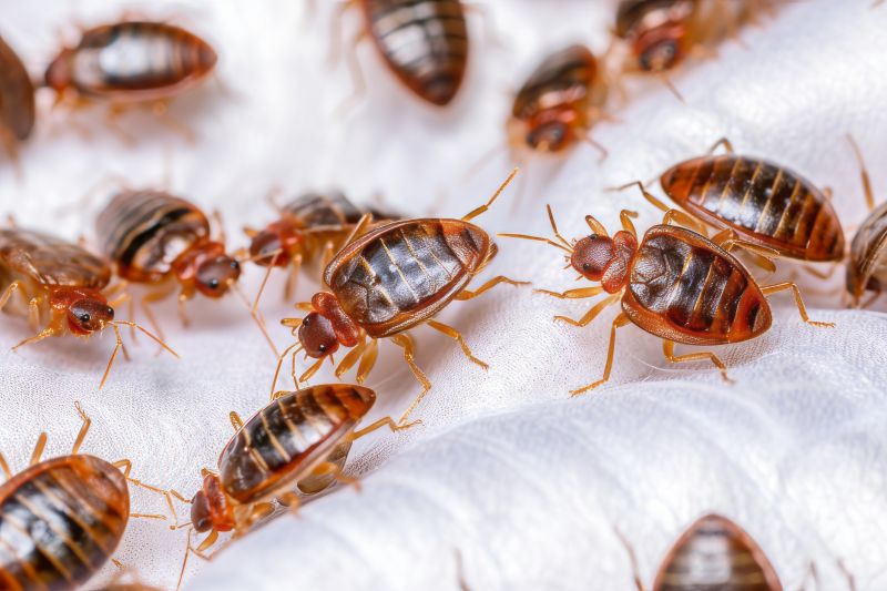 The Health And Sleep Impacts Of Bed Bug Infestations