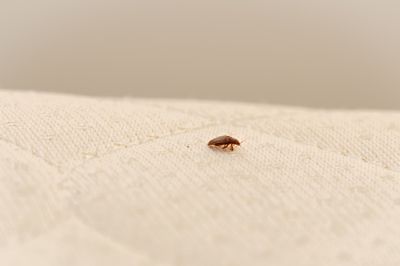 Remove Bed Bugs or Mites from Your Mattress!